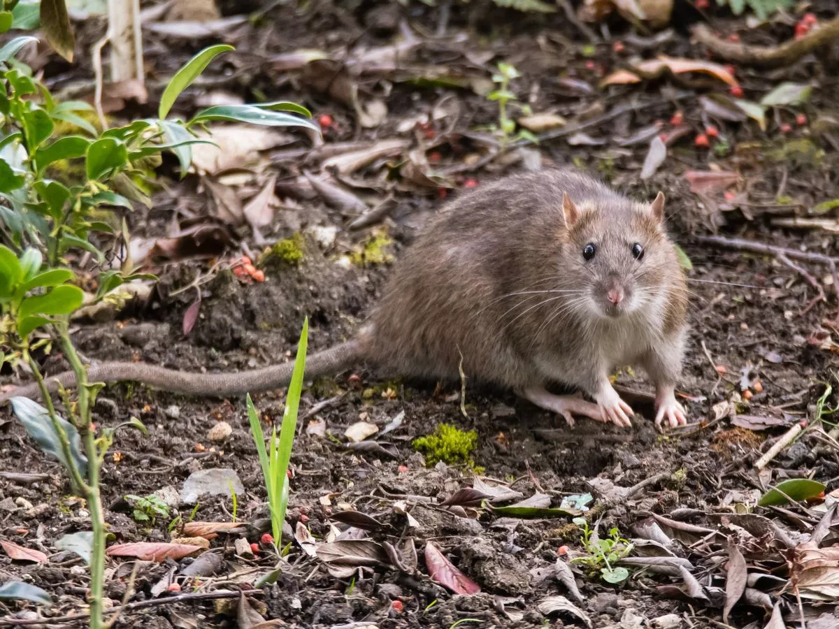 Rats and mice will 'avoid visiting' garden if you grow 1 plant