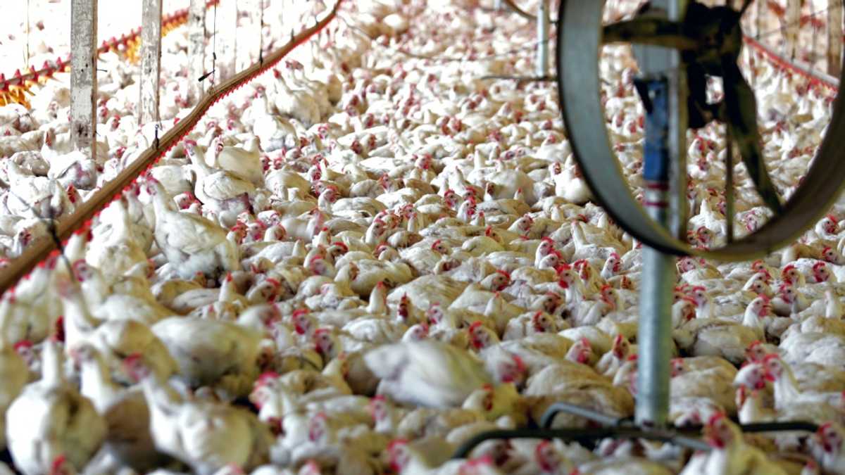 Brazil welcomes China lift of ban on poultry imports