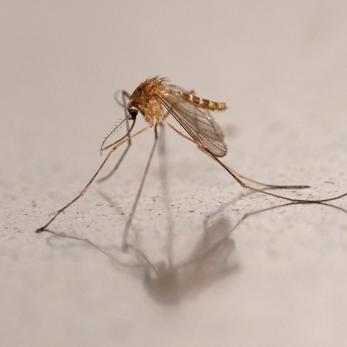 This Was the Last Mosquito-Free Nation on the Planet. Then the Bloodsuckers Arrived.