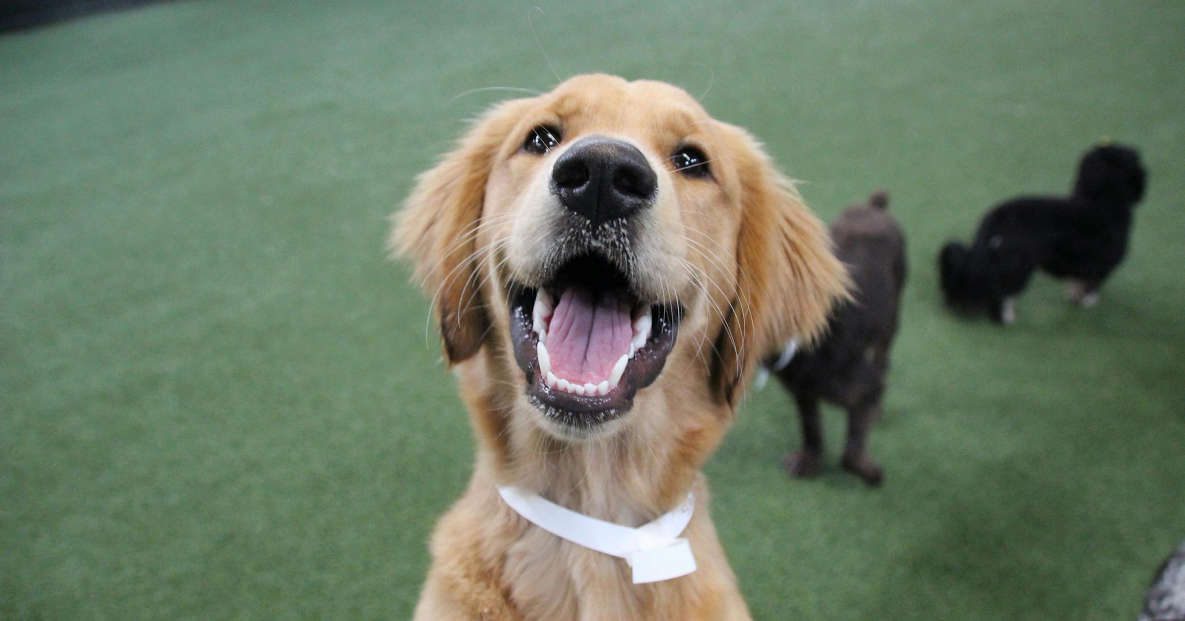 Why you should absolutely foster a pet