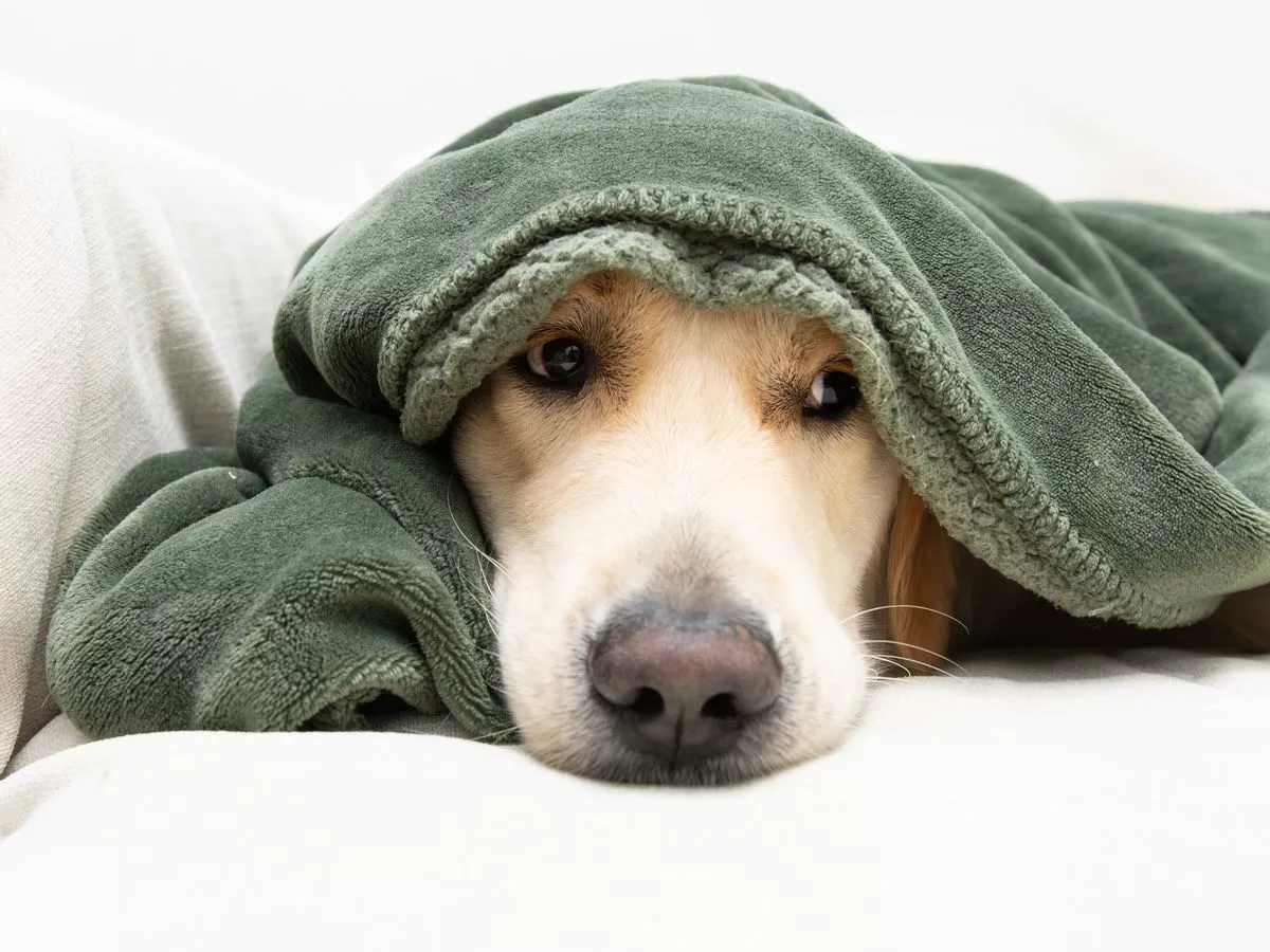 Four things pet owners should do now to protect their dogs on Bonfire Night