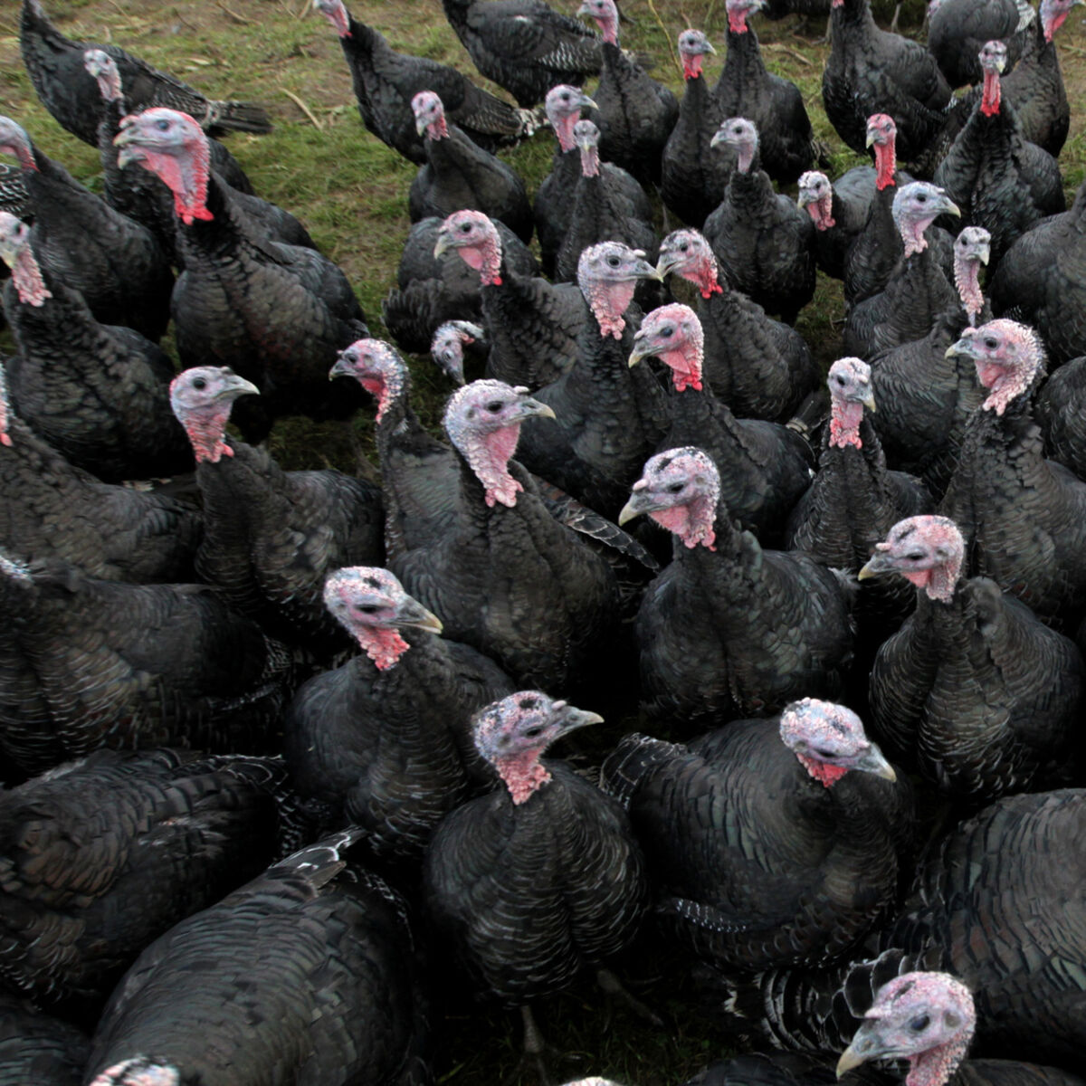 'Turkeys prefer to be outside looking in, but animal welfare comes first'