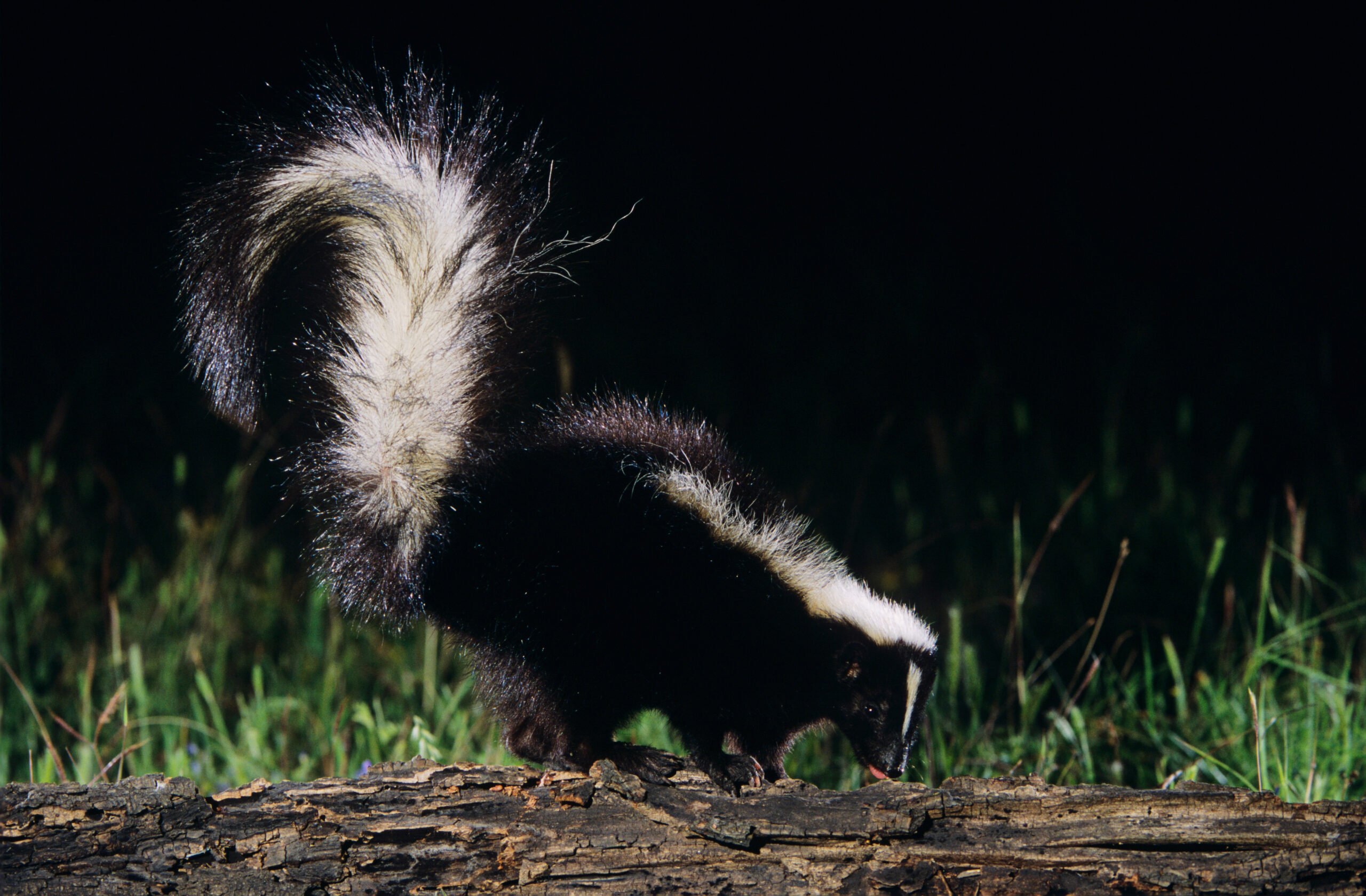 Jane Goodall, the Natural World, and Why I Track Skunks