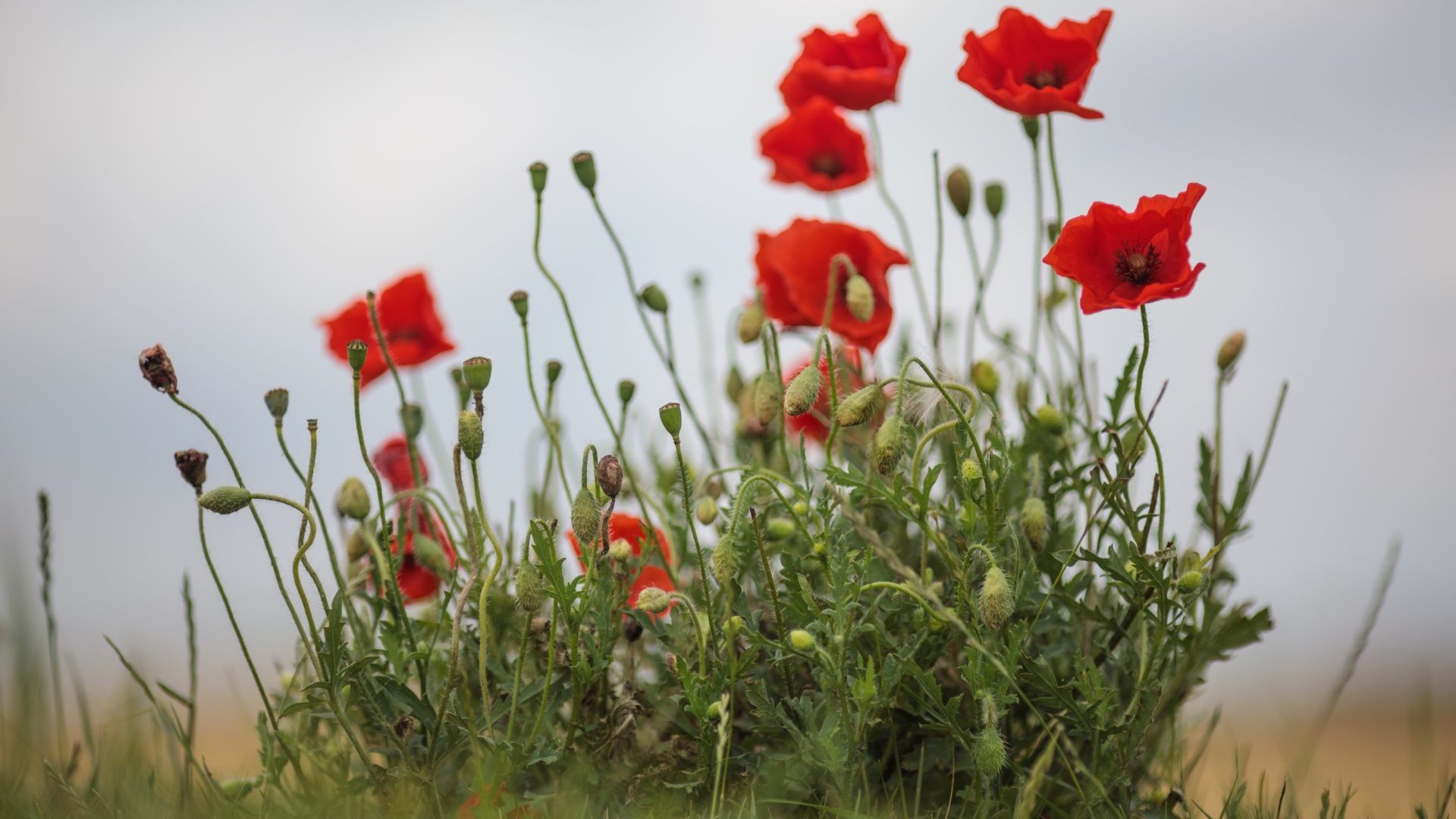How to watch Remembrance Day 2025: live stream for free