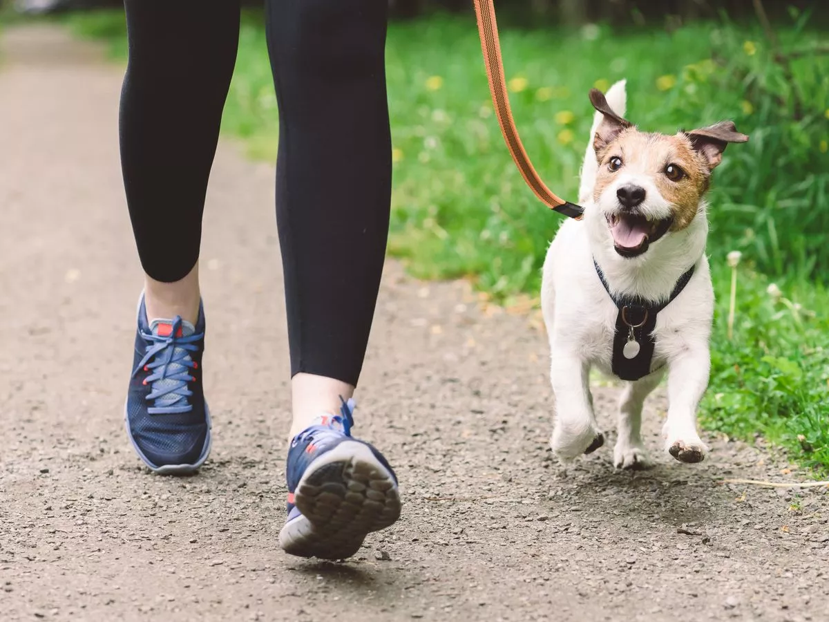 Vets issue alert to dog owners who walk their pets at certain time of day