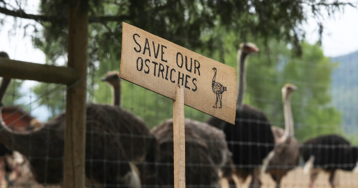 Why the conspiratorial right rallied around a flock of ostriches