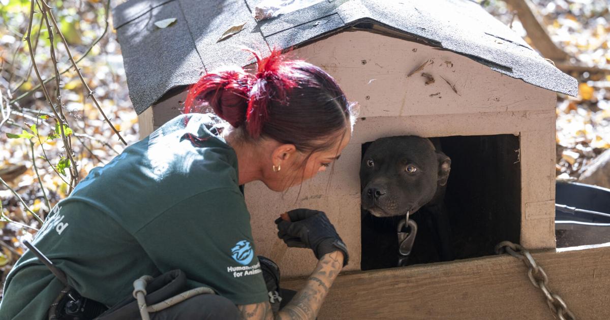 Four arrested as alleged SC dogfighting ring is dismantled