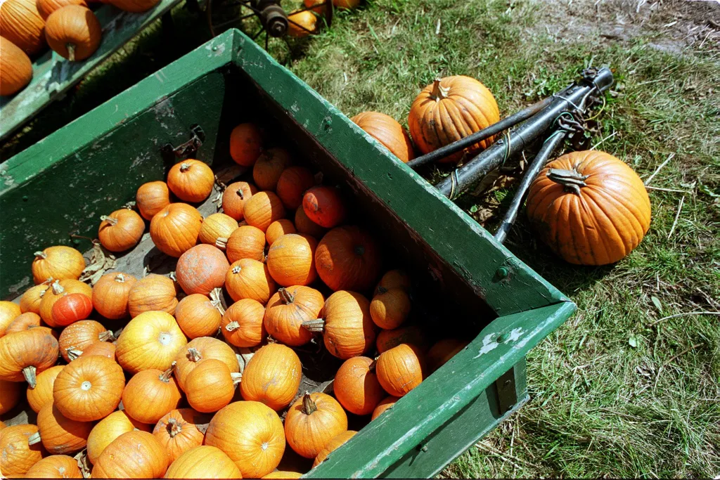 Lake County offering smashing good time for pumpkin disposal