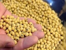 CBoT soybeans bounce