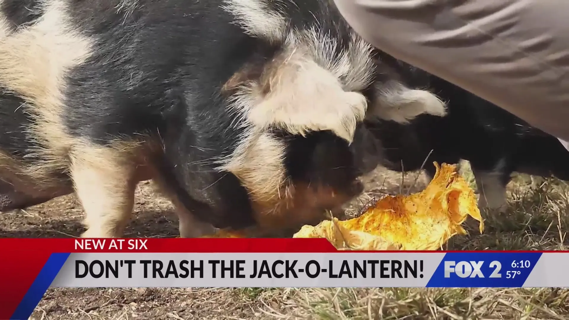 Give your pumpkins a second life: Sustainable disposal options