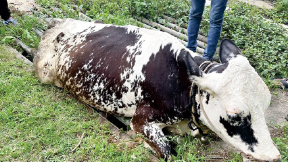Tiger mauls cow in H.D. Kote Taluk
