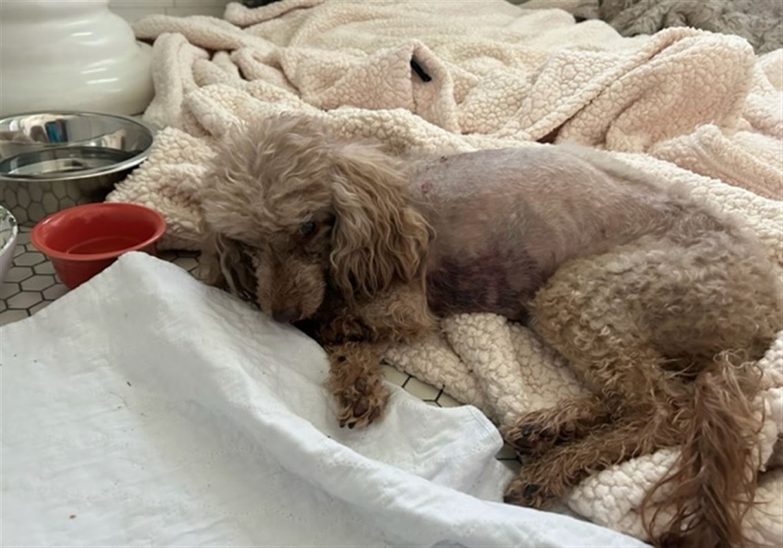 Backyard deer encounters can turn dangerous