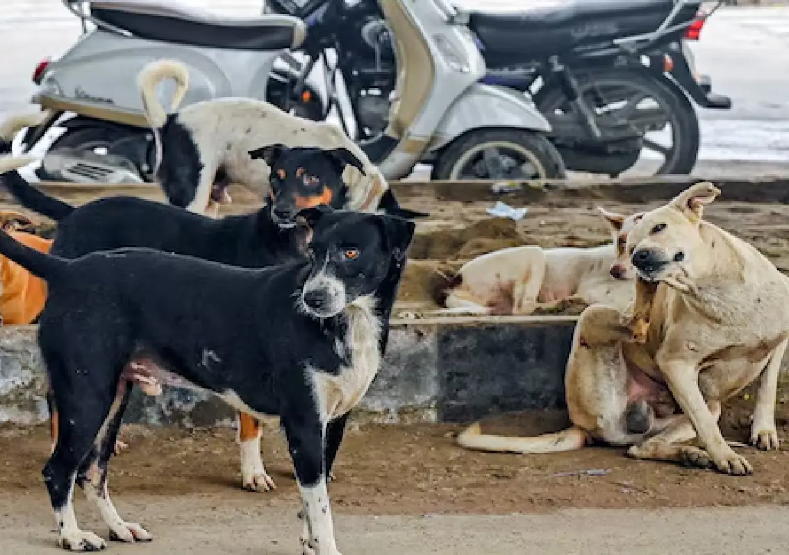 Karnataka faces challenge of managing 4.5 lakh stray dogs after SC directive
