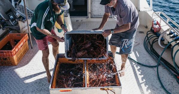 CIIE participation highest-level endorsement for int'l brands to enter Chinese market: Aussie businessman