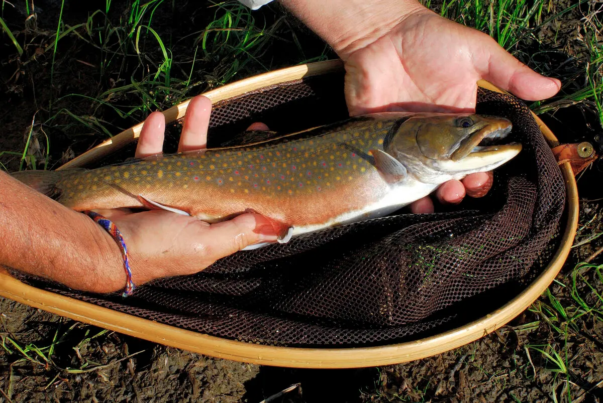 The joys of brook trout fishing in Western Maine