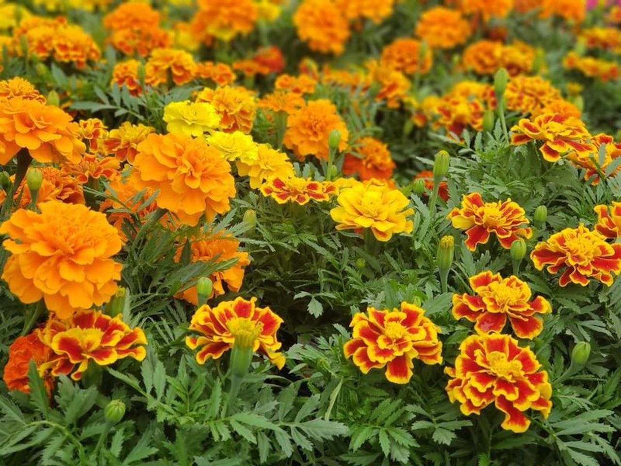 Fall garden cleanup: What to do now for a better spring