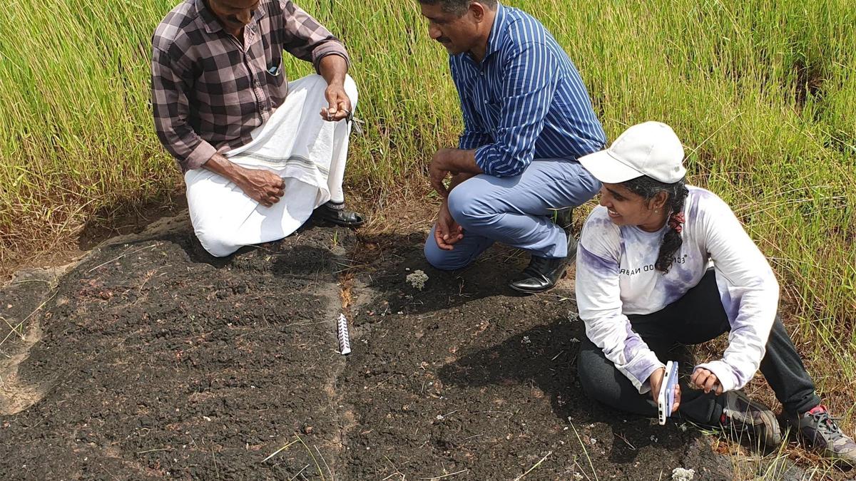 Falcon and snake engravings found at Erikkulam in Kasaragod