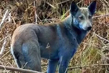 Blue-furred dogs spotted at Chernobyl nuclear disaster site