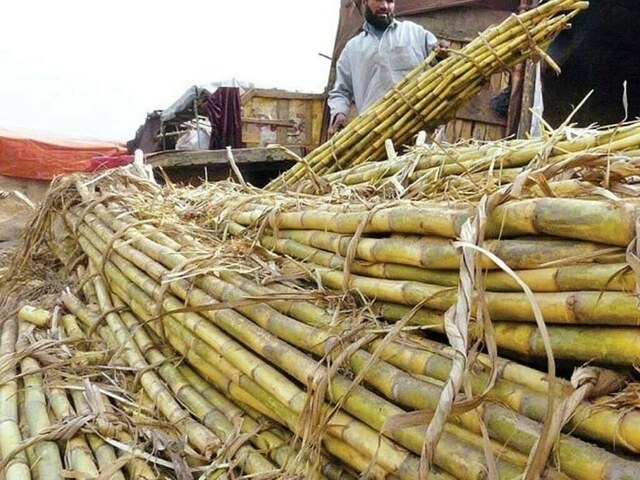 Sugarcane crushing season to begin on 15th
