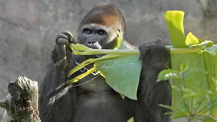 Top 10 Best Zoos in the US Setting New Standards for Conservation