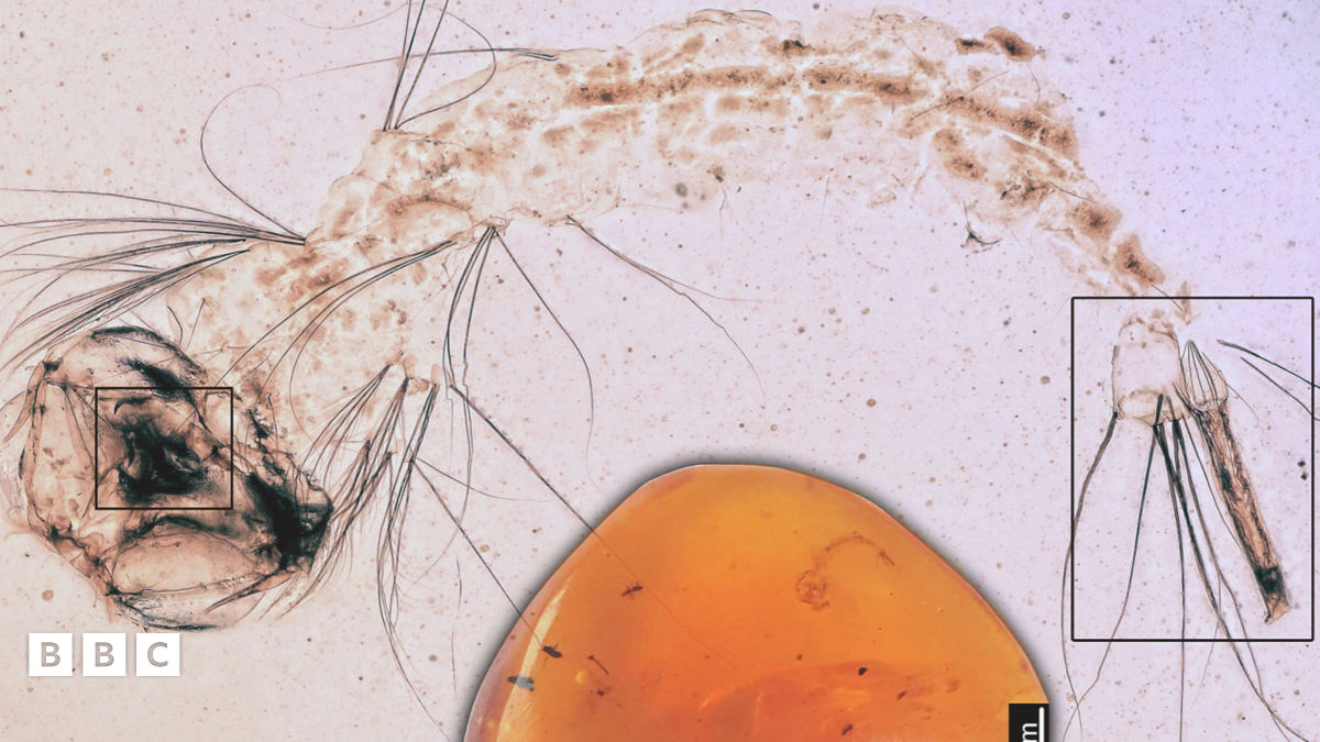 Mosquito larva found in 99-million-year-old amber