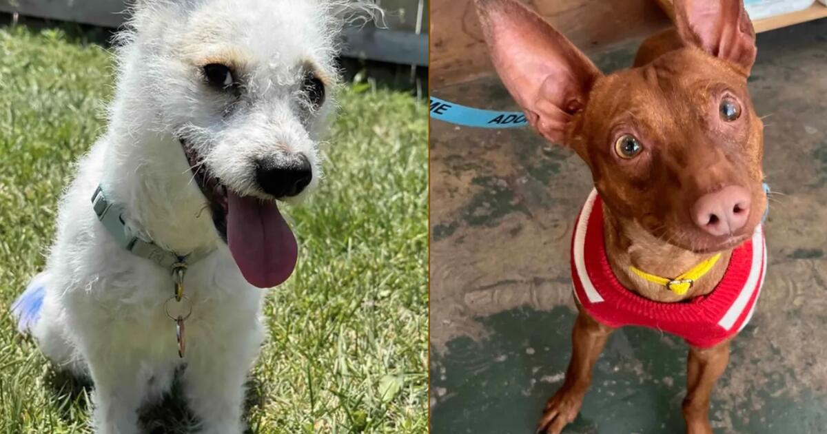 Adoptable Dogs in LA: Meet 10 Cats and Dogs from Mae Day Rescue