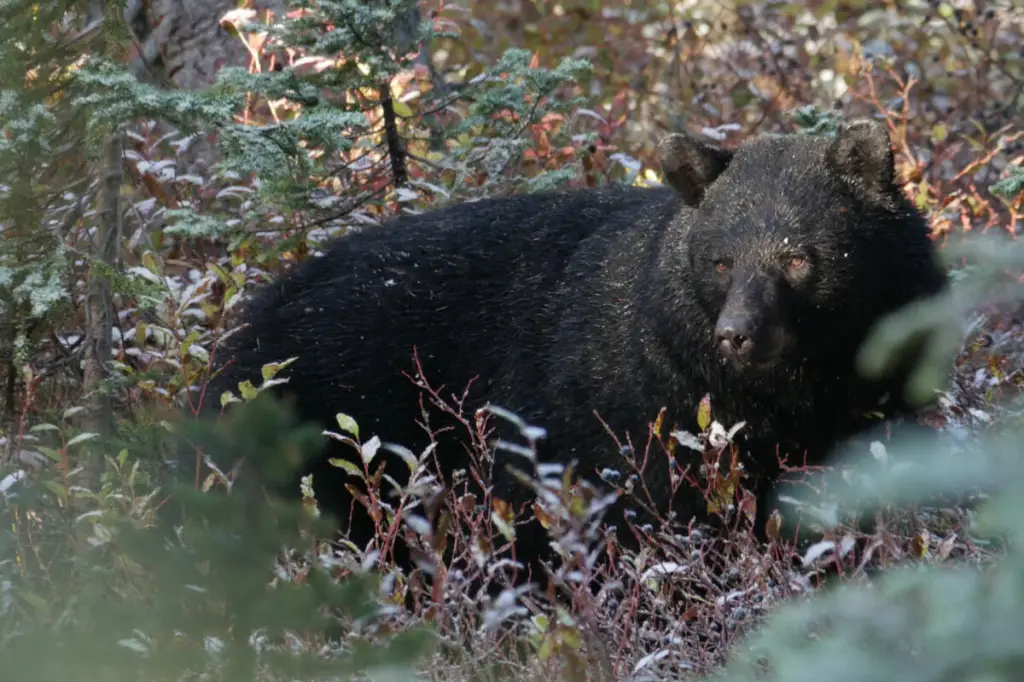 ‘Be proud’: Revelstoke continues to slash human-bear conflict