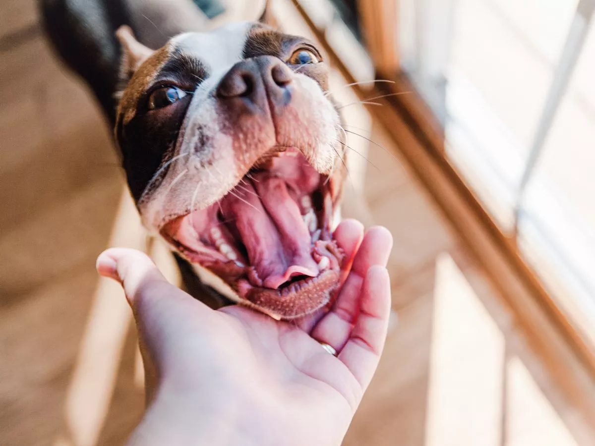 Five 'silent disease' symptoms in dogs to watch for