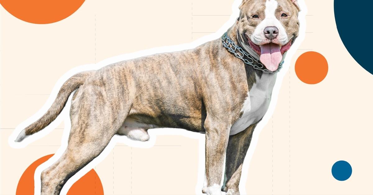 Smart, Spirited and Misunderstood: The Pit Bull Terrier