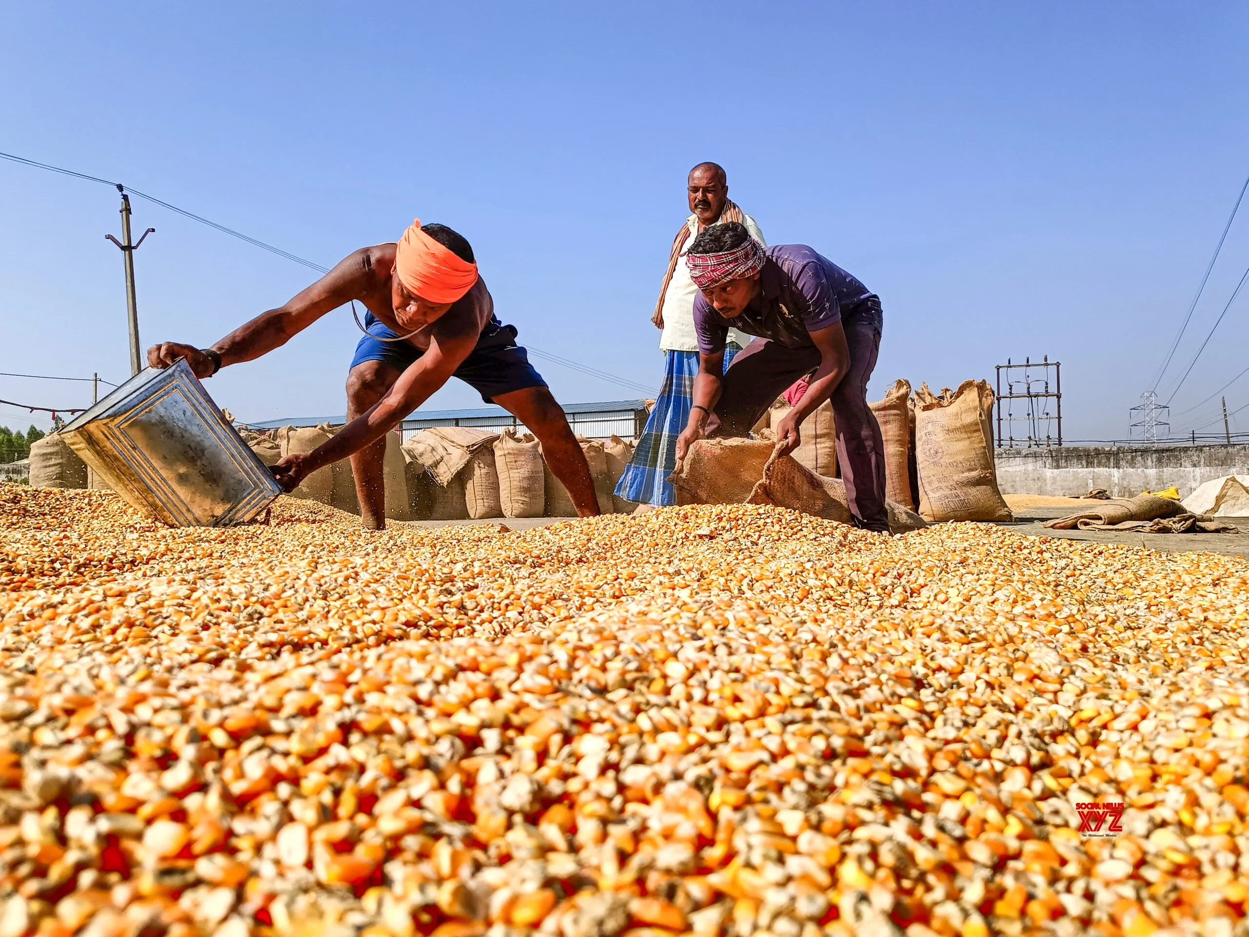 Bastar: Farmer Winnows Corn Grains #Gallery