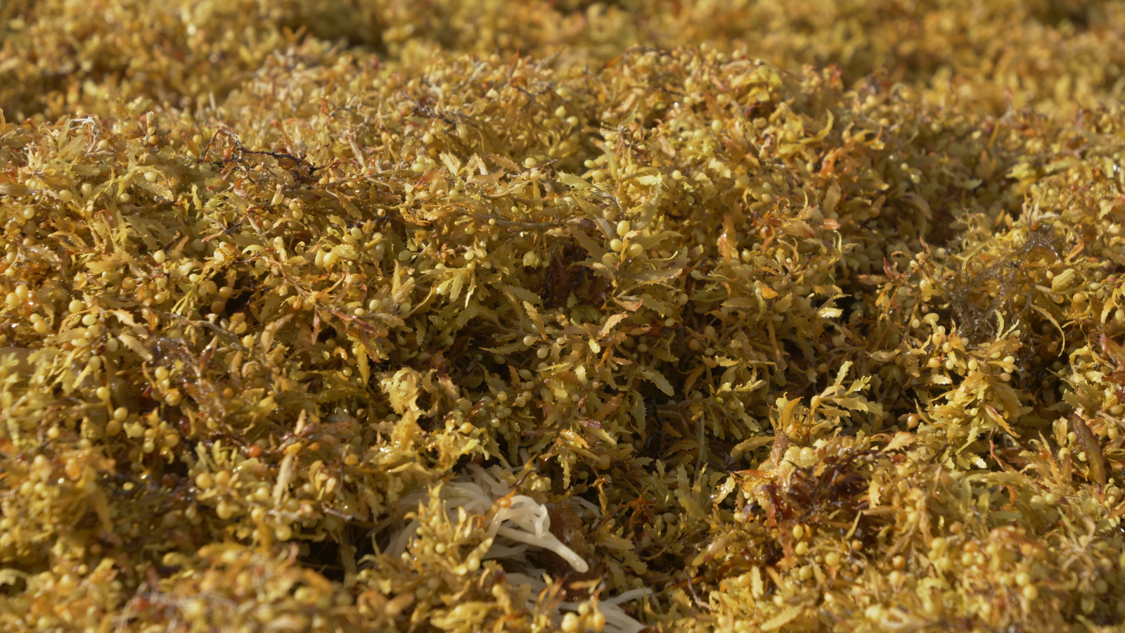 What Is The Great Atlantic Sargassum Belt?