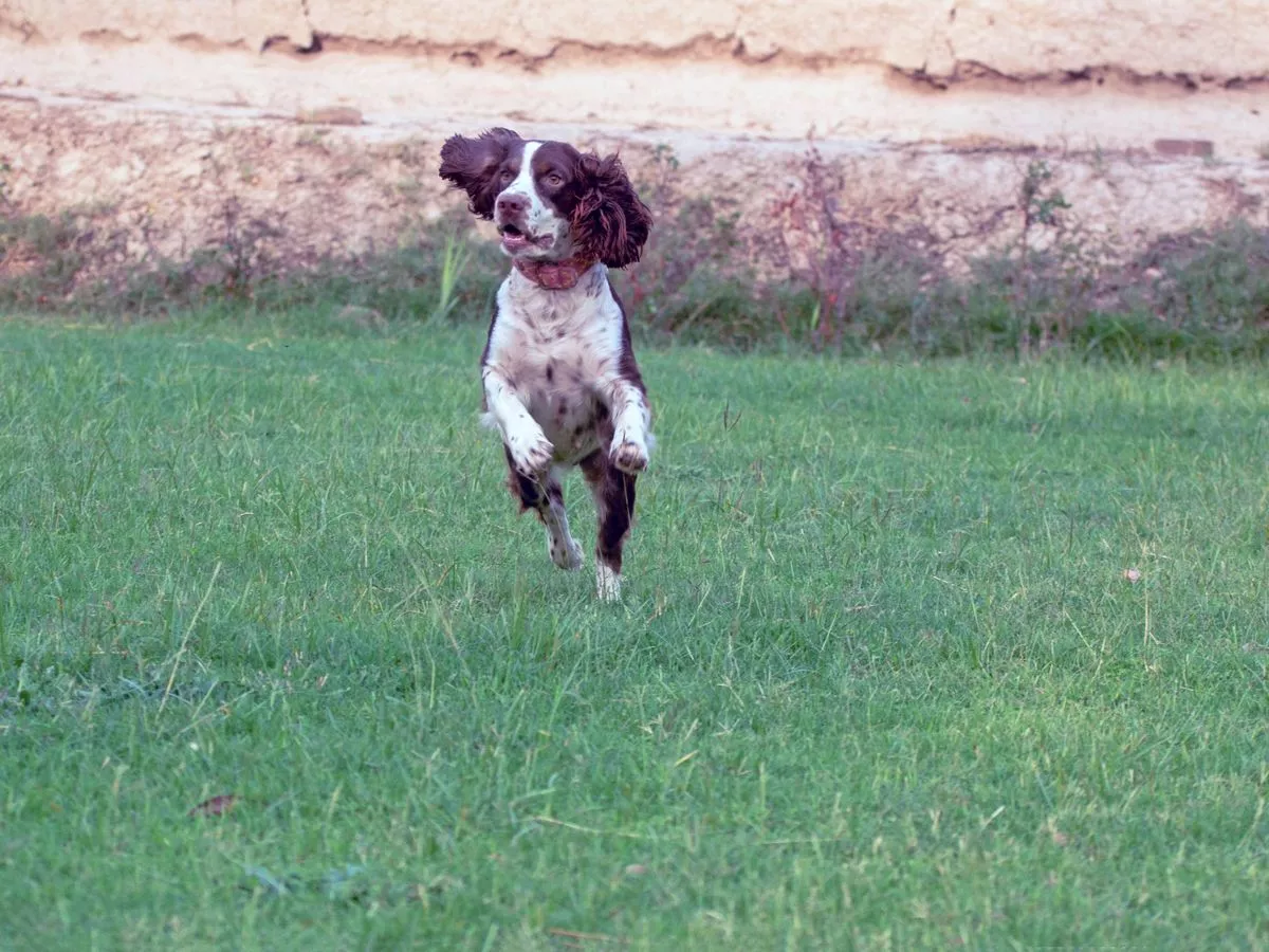 Dog owner's warning after puppy dies following walk in the park