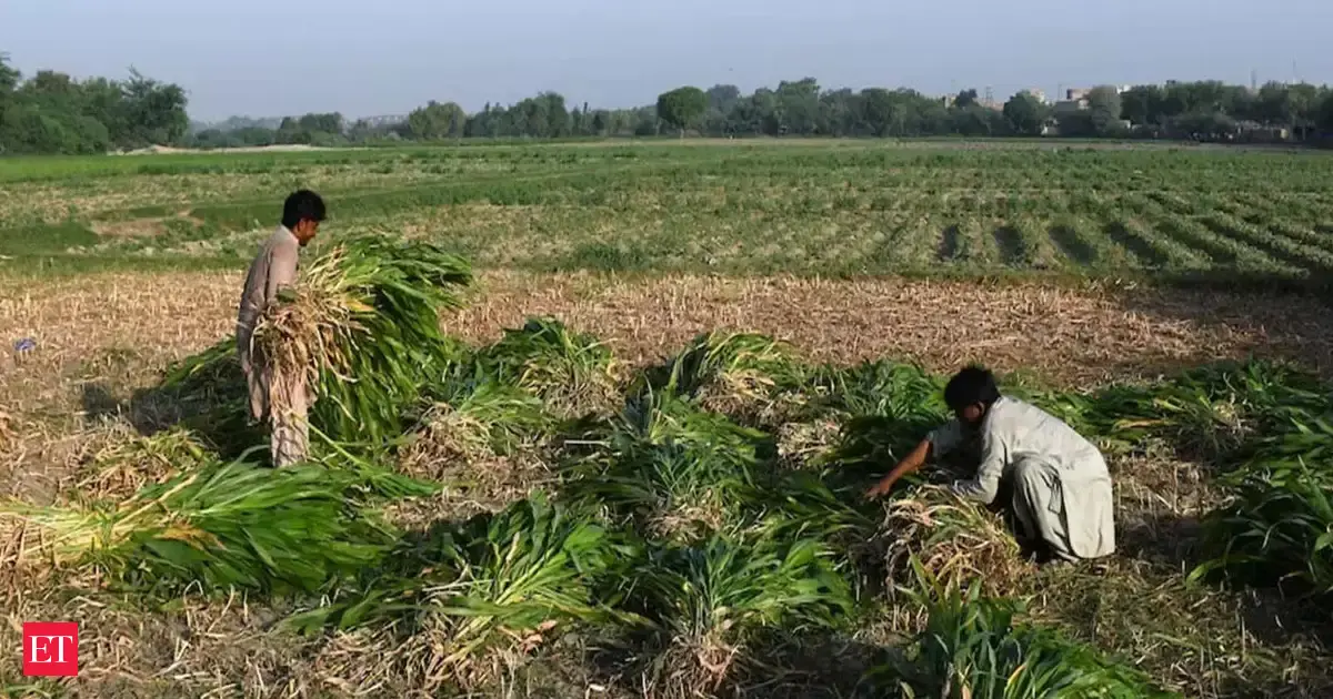 Pakistan among top countries with 'inefficient' agricultural water use: World Bank