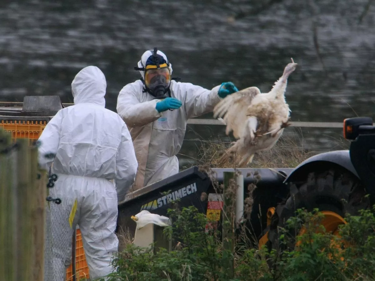 'Highly pathogenic' case of bird flu confirmed in Midlands