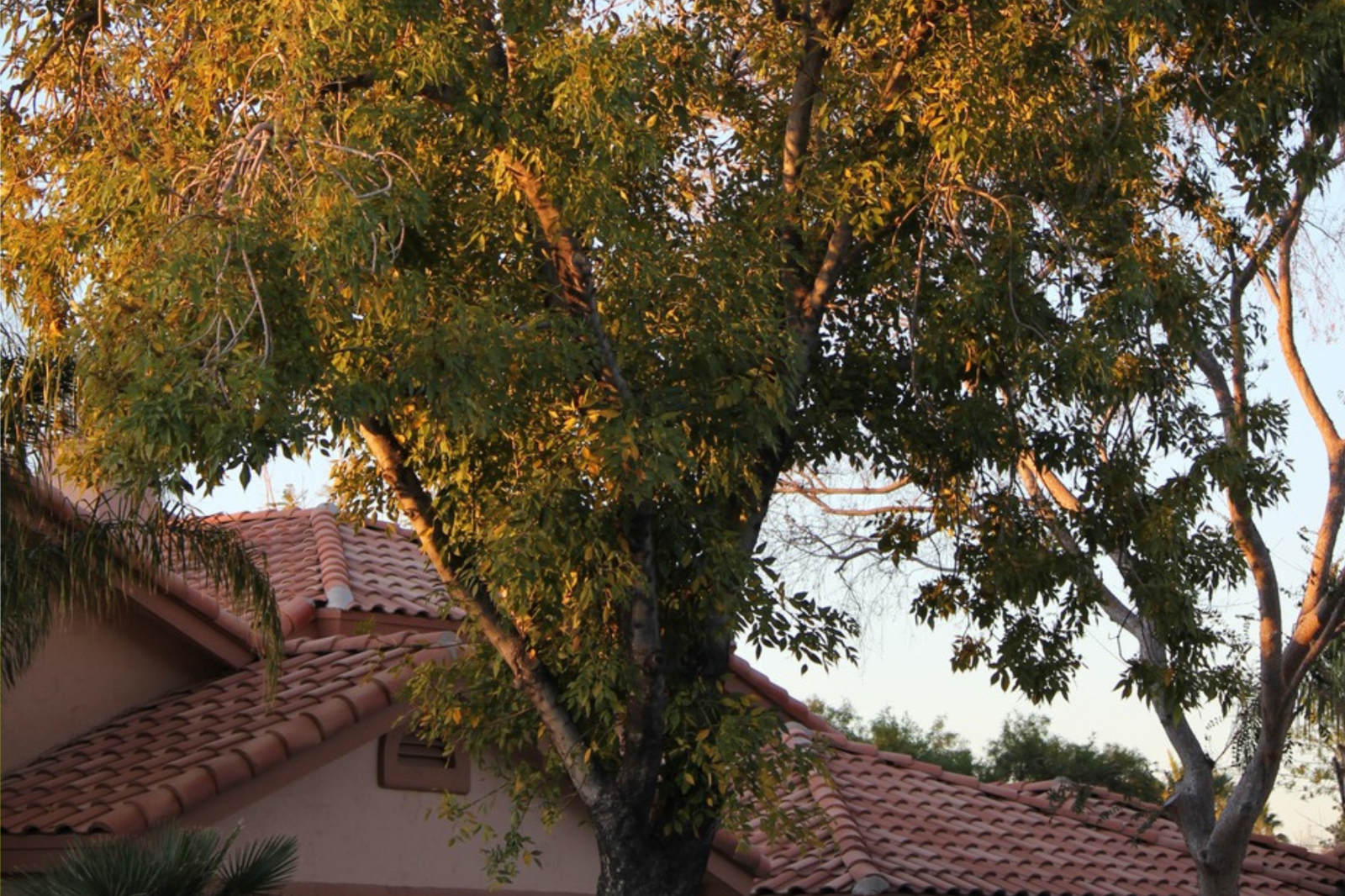 Landlord Sends Someone To ‘Trim’ Backyard Tree—No One Prepared for Result