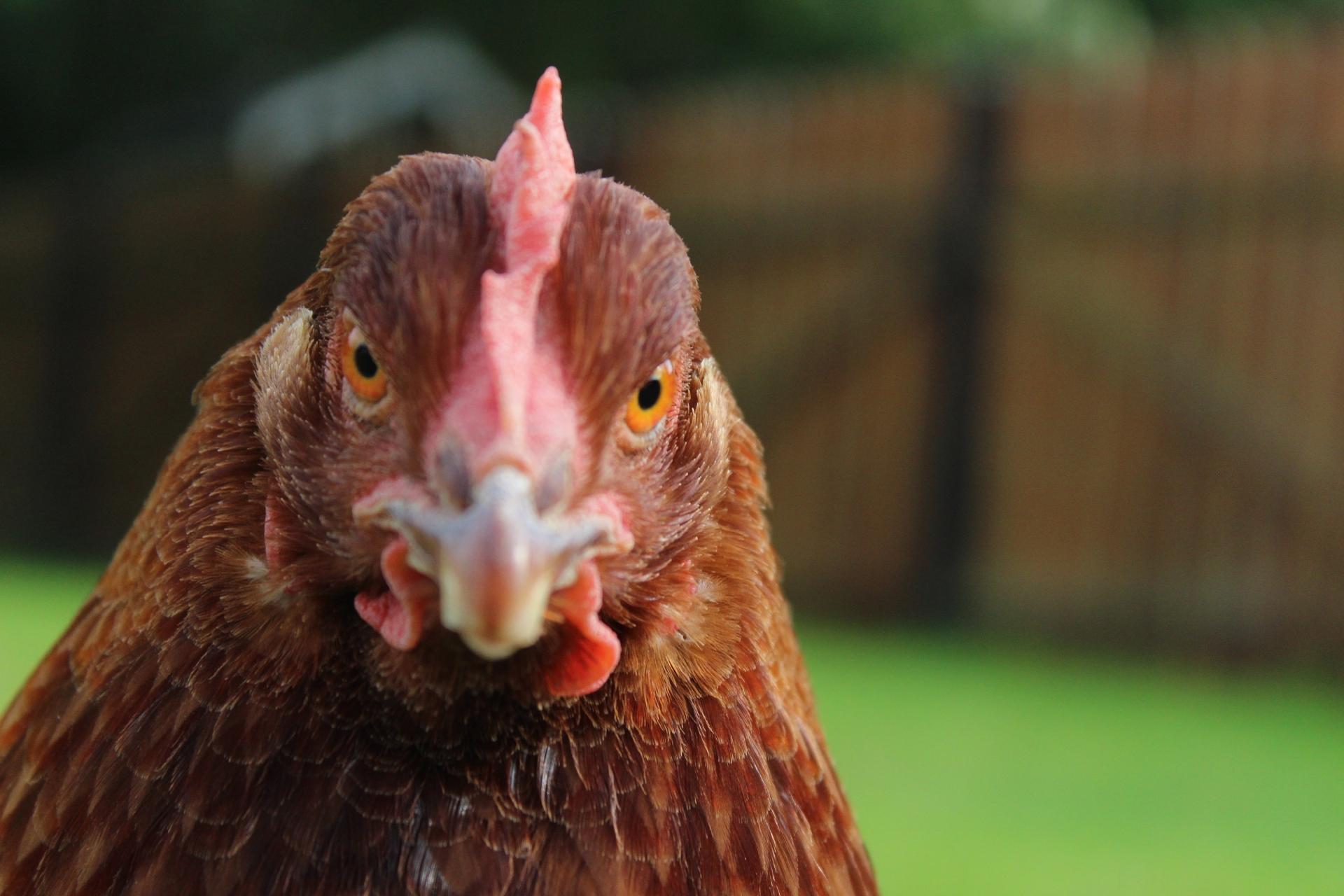 Live: Emergency housing order issued for all poultry to protect against bird flu - Kilkenny Live