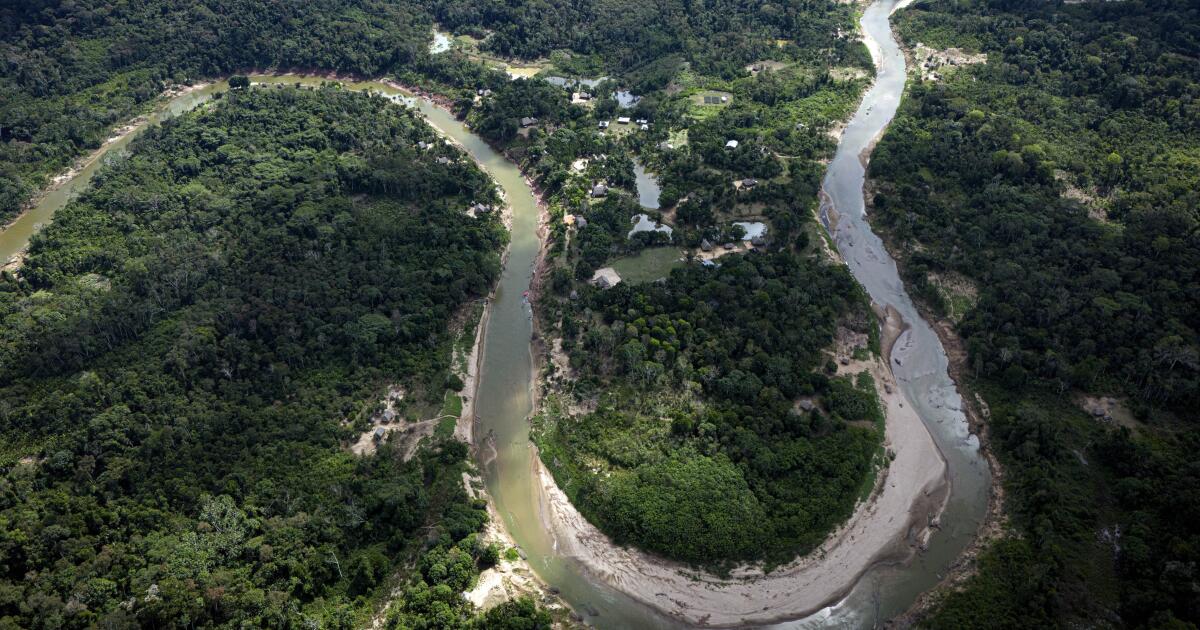 Las selvas amazónicas en tierras indígenas nos protegen contra enfermedades, revela estudio