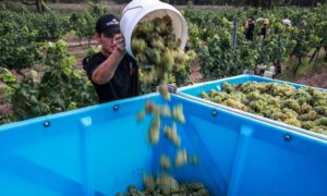 Government to Launch Public Register Tracking Employers of Skilled Migrants