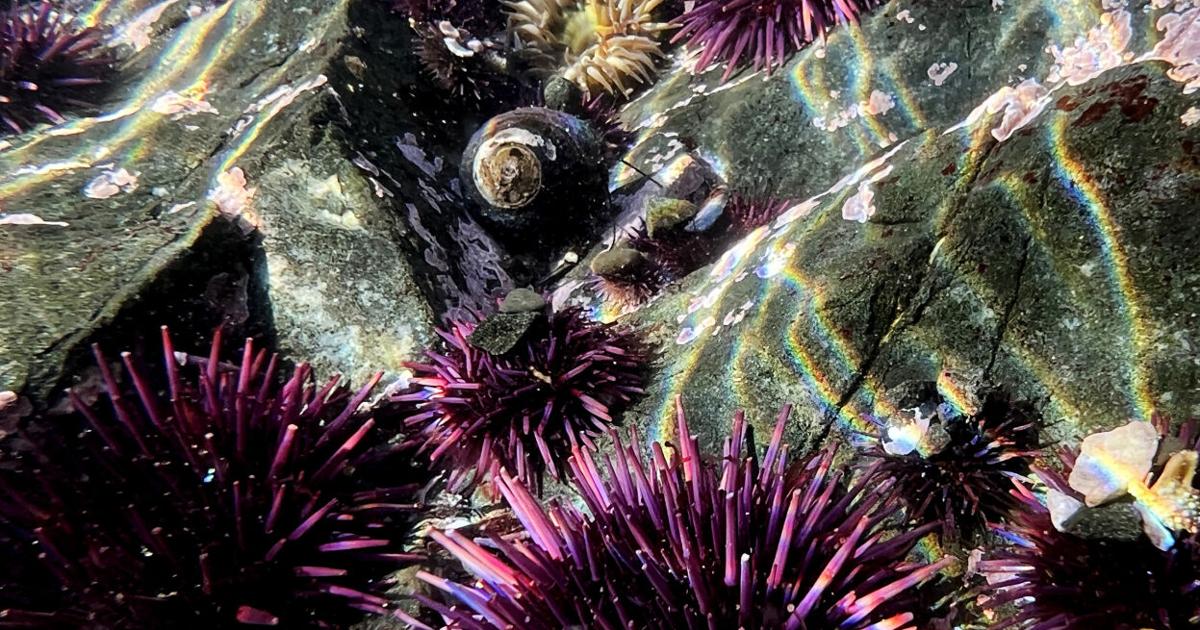 How to Revive California’s Underwater Forests? Smash a Spiky, Hungry Foe.