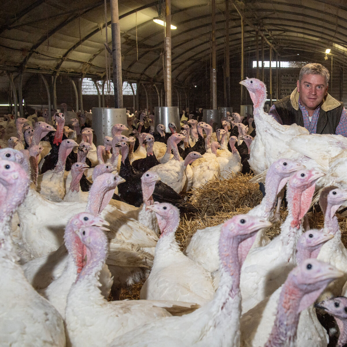 Cork farmer warns of Christmas turkey shortage if more cases of bird flu occur