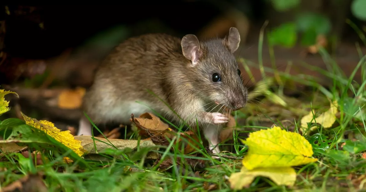 Rats and mice 'won't enter' garden if you place one plant outdoors