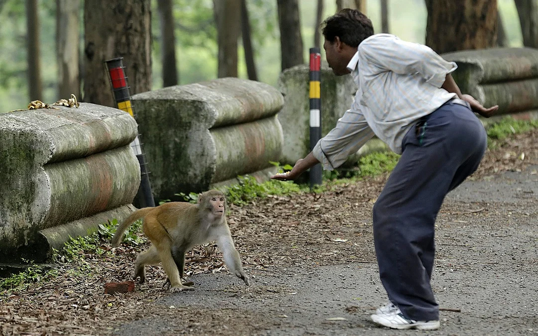 Our monkey business with rhesus macaques