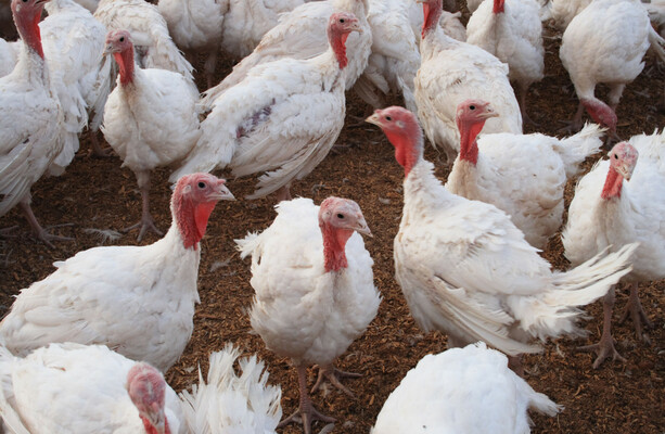 Dr Catherine Conlon: Bird flu has been confirmed in Ireland - what are the risks?