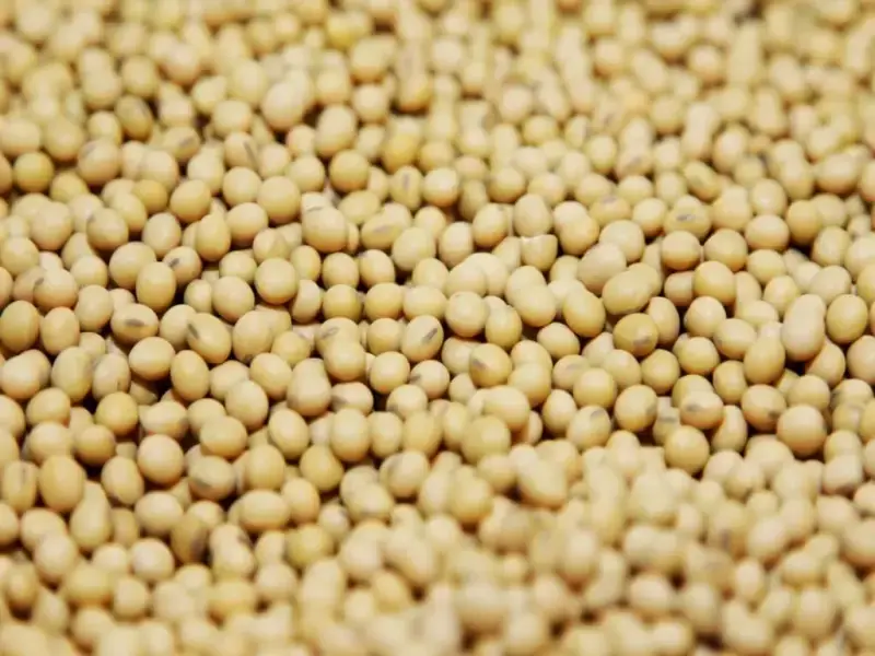 Soybeans rise on Chinese demand hopes; corn, wheat firm