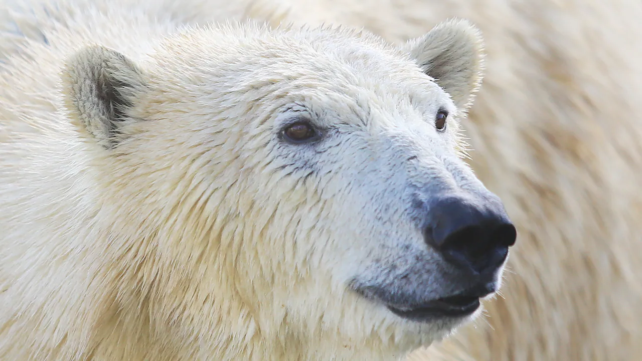 When a polar bear kills, it doesn’t just eat. It feeds a whole ecosystem