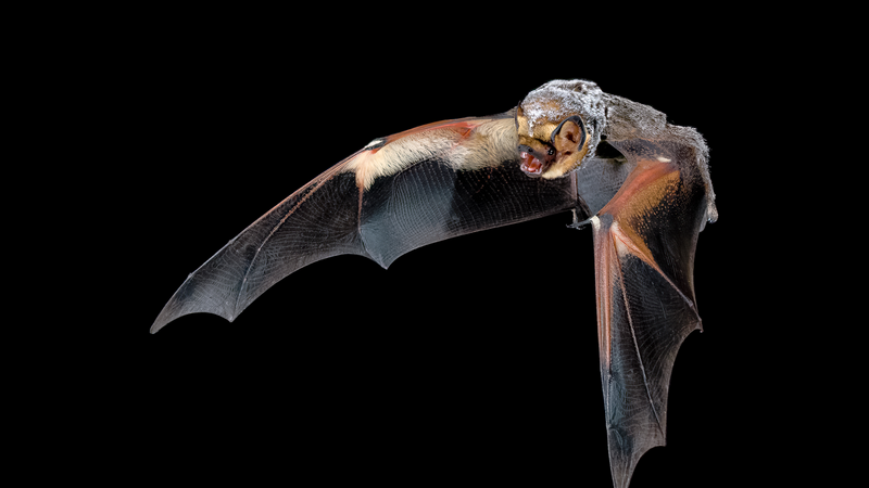 Millions of bats are being killed by wind turbines, but smart sensors could help protect them