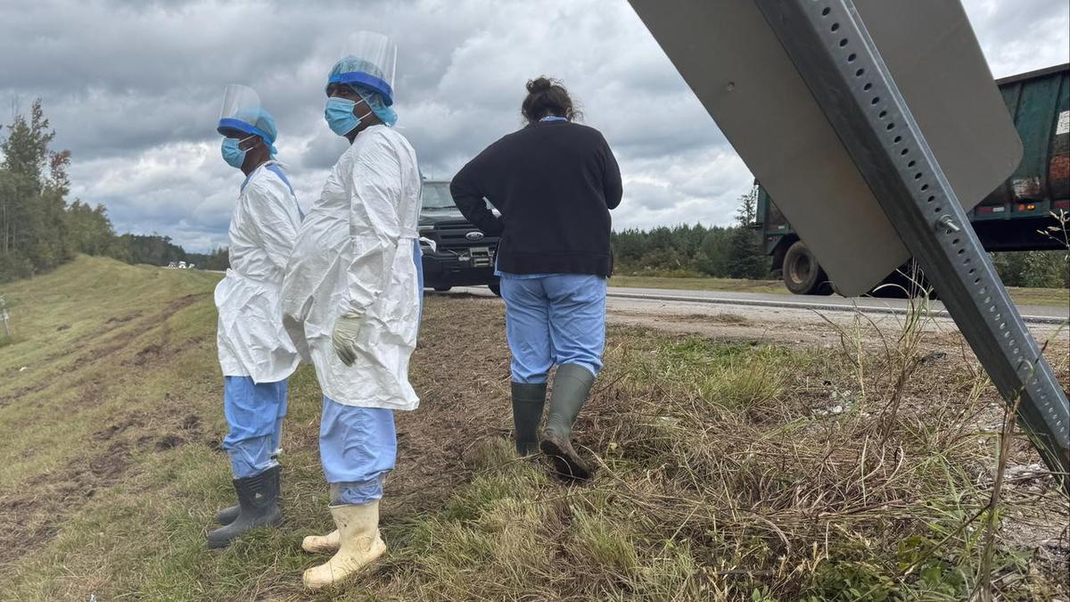 Three monkeys still on loose after US truck overturns