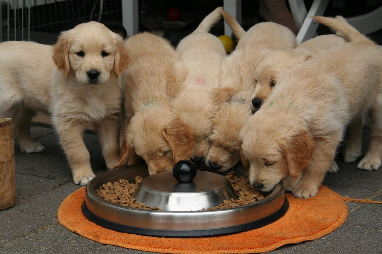 The Reality of Open Source: More Puppies, Less Beer