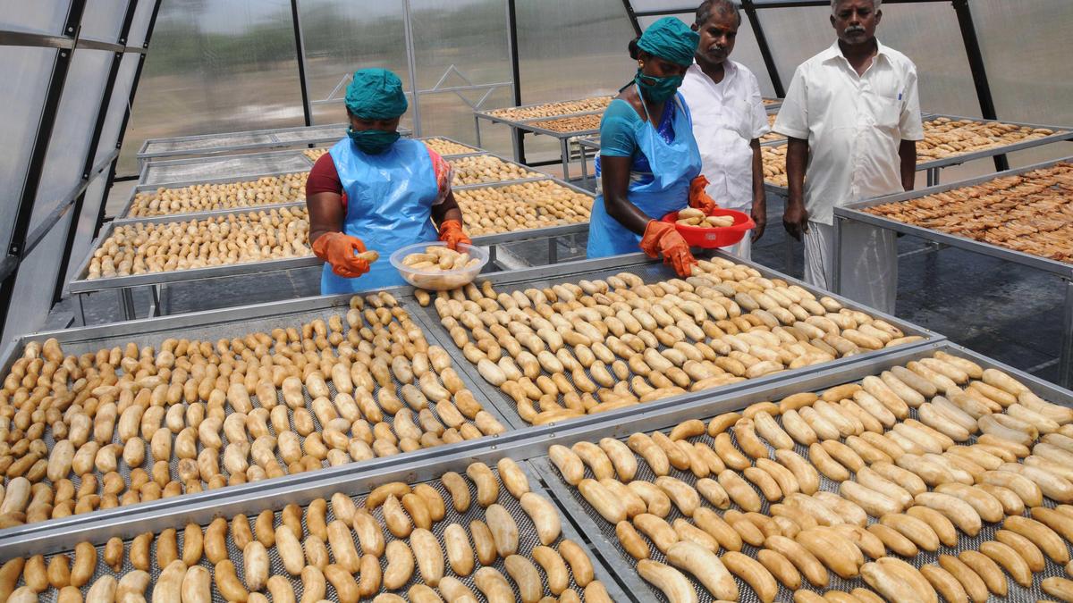 Value-added products can transform business for banana farmers in Tiruchi district
