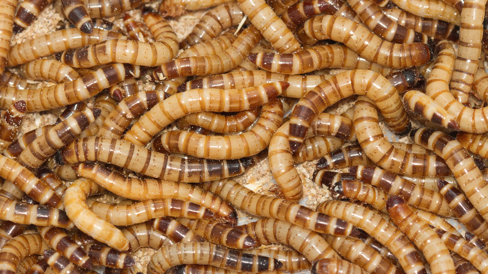 Will Bugs Be Soon On Astronauts' Food Menu? Decoding The Latest Research